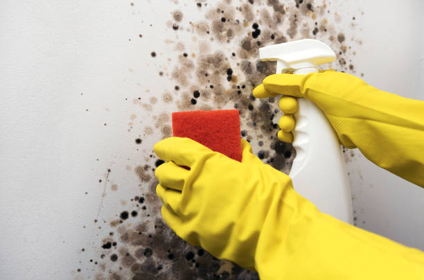 Best Mold Damage Repair  in Stallings, NC